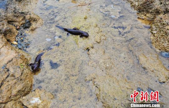 廣東乳源深山中發現的野生娃娃魚賴南坡攝