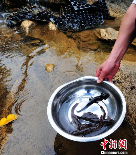 廣東乳源深山中發現的野生娃娃魚賴南坡攝