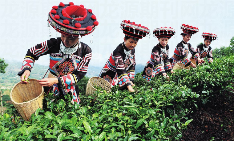 云南：多管齊下助力茶產業提檔升級