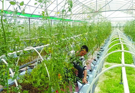 農業部啟動實施“五大行動”助推農業綠色發展