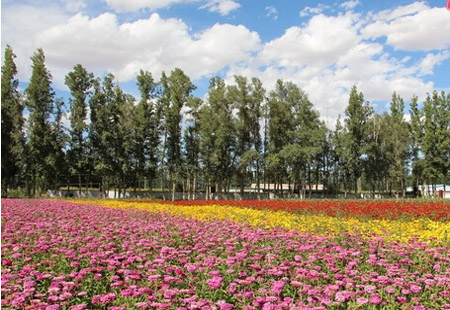 甘肅以花為媒，打造