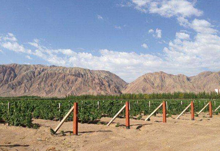 “戈壁農業”筑就甘肅開放經濟綠色長廊