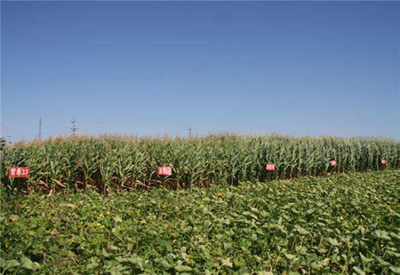 兩部門發文實施綠色循環優質高效特色農業促進項目