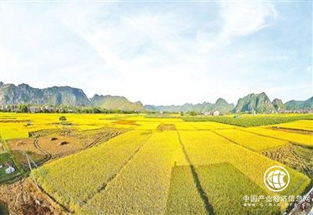 廣東云浮通過一二三產業融合發展打造富民產業