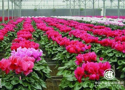 江蘇沭陽：“調、轉、伸”助推花木產業新革命