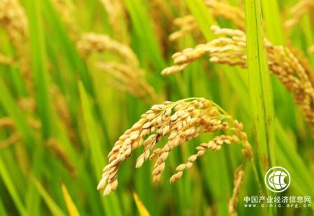 穩生產 優結構 促增收 農村經濟平穩運行