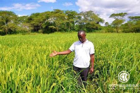 華為助力非洲智慧農業發展