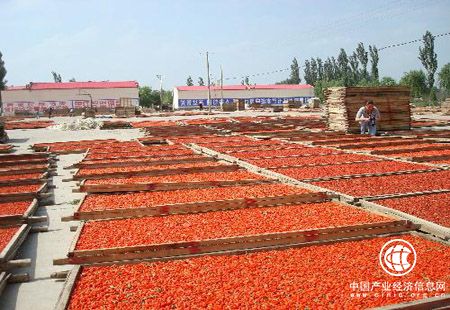 寧夏中寧枸杞產業發展：推廣大果枸杞新品種4.5萬畝