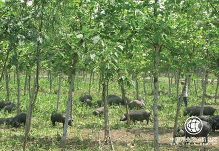 黑龍江森工林區上半年經濟增速創全面停伐后新高