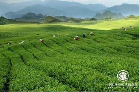 福建：奔跑在鄉村振興的春光里