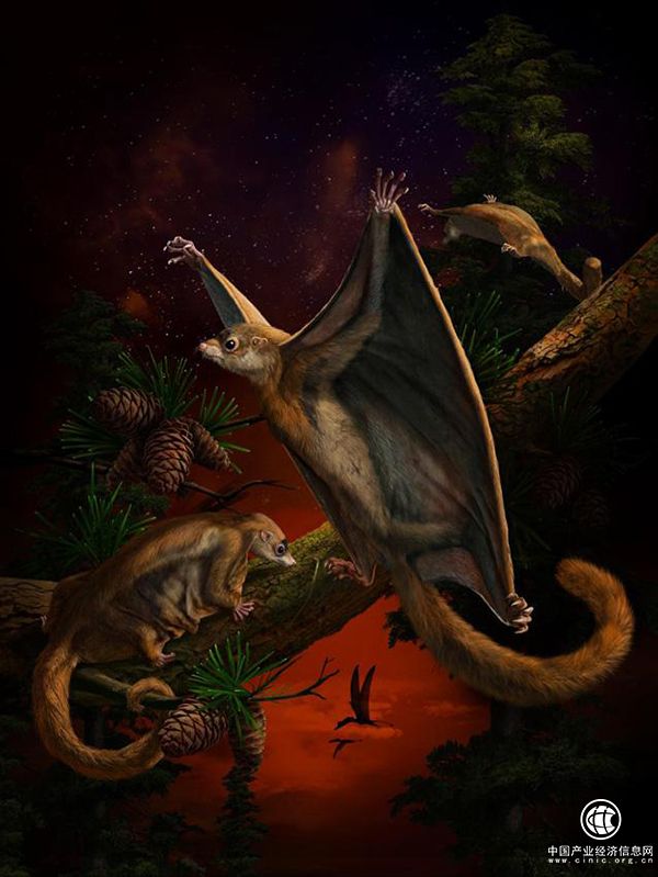 國際團隊新發現：距今1.6億年，最原始的哺乳動物會滑翔