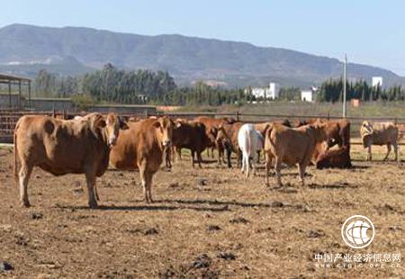 云南云嶺牛產業2020年全產業鏈產值將達450億元