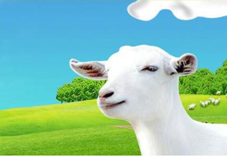 羊奶收購價飆升近一倍 產業系統性隱憂凸顯