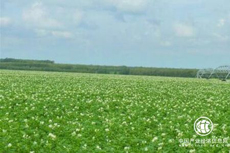 黑龍江克山抓緊機遇壯大“”中國馬鈴薯種薯之鄉‘’品牌