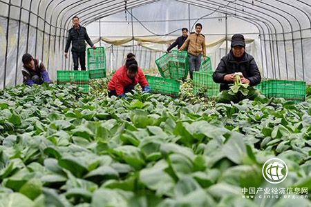 全國農民專業合作社達193萬多家 46.8％的農戶入社