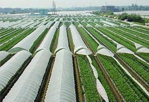 六部門：到2020年全國地膜覆蓋面積基本實現零增長