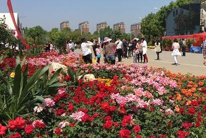 河南省南陽市內鄉縣月季助力脫貧增收