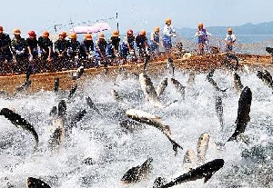 加快轉型升級 廣東部署推進漁業供給側結構性改革