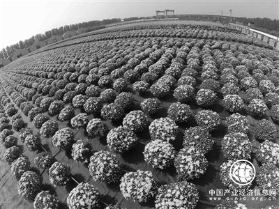 天安門廣場國慶花壇首次使用變色菊花，花瓣可由鵝黃變粉黃  