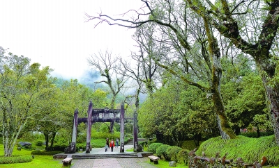 你依偎一棵樹，你會感到樹的溫度 