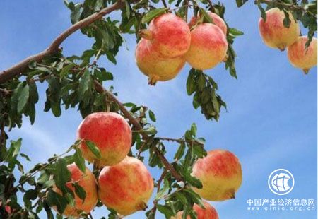 “中國石榴之鄉”舉辦產業觀光體驗游活動