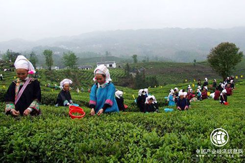 貴州省普安縣做強茶產業 打造