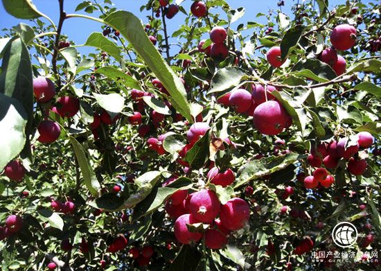 “中國海紅果之鄉”陜西府谷 產量占全世界85%