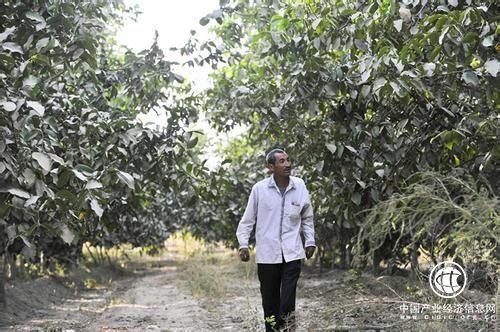 漫漫黃沙變寶地——新疆打造多元沙漠產業