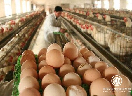 河南產蛋量全國第一 為啥鄭州沒蛋品批發市場？