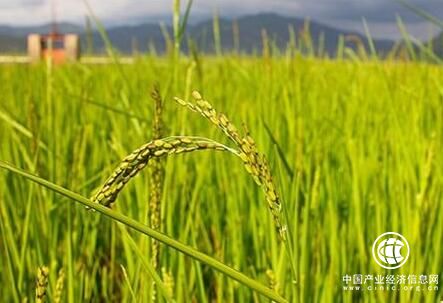 農業部：我國自主選育品種面積占比達95%