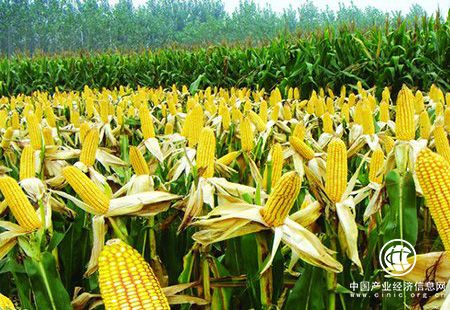 全國玉米高產紀錄再刷新 最高畝產達1517.11公斤