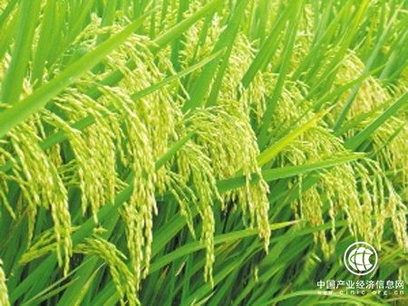 綠色超級稻在海內外推廣達1.4億畝