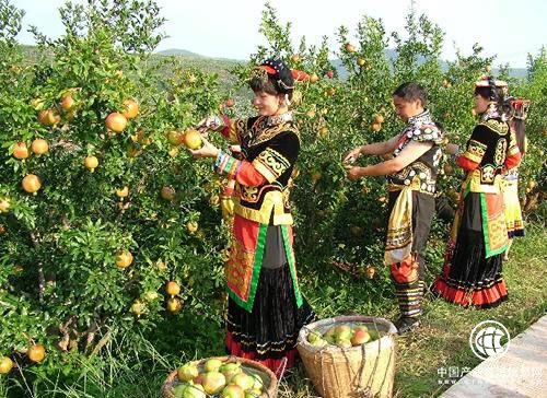 觀光體驗游推動四川會理石榴產業發展