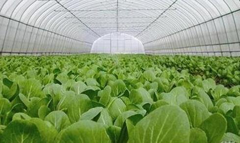 構建多元化食物供給體系，增強重要農產品供給保障能力