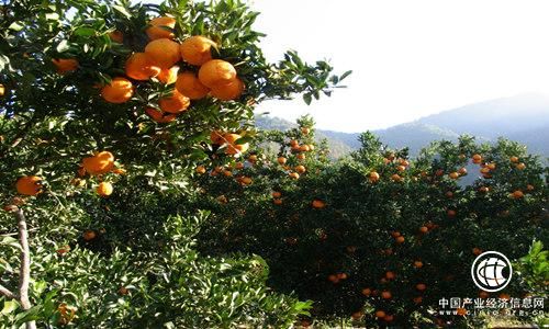 發改委：2020年建成300個農產品特優區