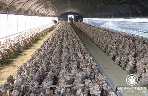 貴州大力推動食用菌產業發展 成扶貧招商新熱點