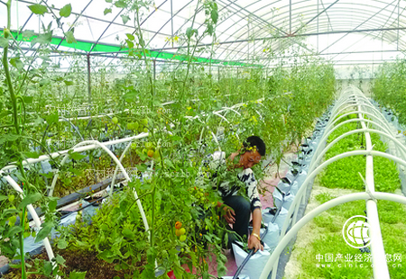鄉村振興戰略繪就“三農”發展新藍圖