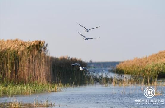 內蒙古推進“一湖兩海”生態治理成效顯著