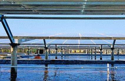 廣東加速推進實現海水種業科技自立自強 把現代化海洋牧場“種子”攥在自己手里