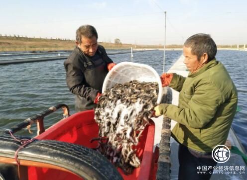 清洋湖:順應市場養泥鰍，下活致富“棋”