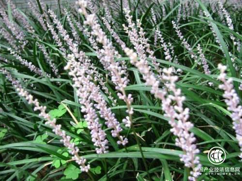 平安好醫生：喝茶你喝對了嗎？原來茶可以治病！