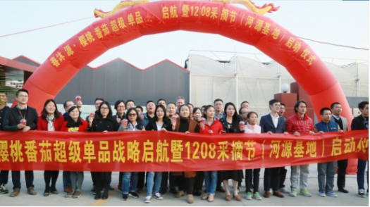 春沐源櫻桃番茄正式上市,目標要做櫻桃番茄大王