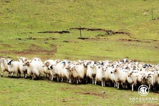 青海政策性農業保險惠及80多萬農牧戶