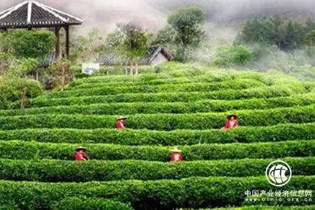 培育出真正的品牌龍頭成為中國茶業當務之急