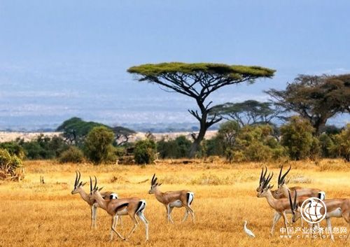 旅游業或成中非合作新熱點