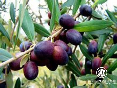 小橄欖 大產業 甘肅隴南橄欖油品牌亟待突圍