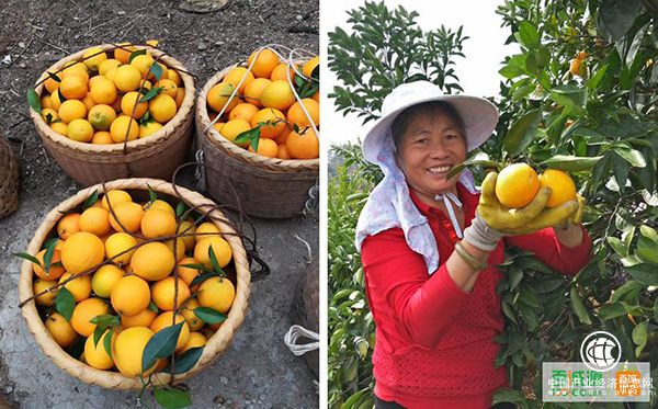 百誠源：“橙圈”亂象叢生，百城優品橙13°如何破局