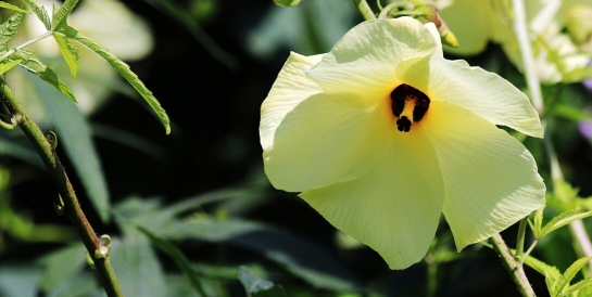 天然虞芙蓉，小花開出大產業