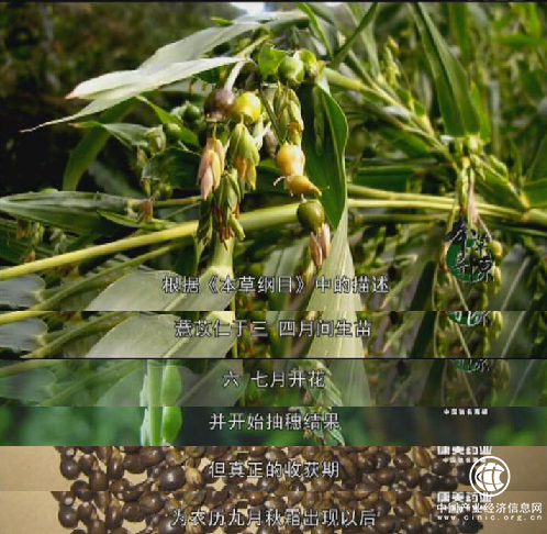 200天的守候，只為做一顆最好的薏米