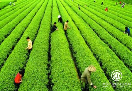 我國茶葉生產質效提升 精深加工產品占比增加